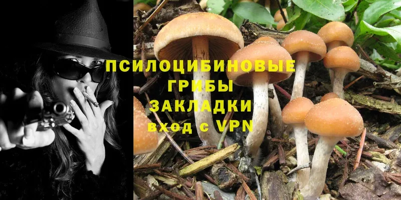 Псилоцибиновые грибы Psilocybe  это какой сайт  Курлово 